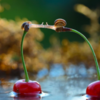Photographer Reveals Whole New Intimate Side Of The Life Of Snails With Macro Photography
