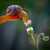 Photographer Reveals Whole New Intimate Side Of The Life Of Snails With Macro Photography