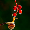 Photographer Reveals Whole New Intimate Side Of The Life Of Snails With Macro Photography