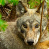 Video Captures The Mysterious Wolf Behaviour During Summer The Different Seasons