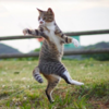 Photographer Takes Perfectly-Timed Photos Showing Ordinary Cats Turning Into Ninja Cats