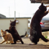 Photographer Takes Perfectly-Timed Photos Showing Ordinary Cats Turning Into Ninja Cats