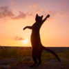 Photographer Takes Perfectly-Timed Photos Showing Ordinary Cats Turning Into Ninja Cats