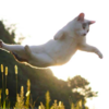 Photographer Takes Perfectly-Timed Photos Showing Ordinary Cats Turning Into Ninja Cats