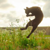 Photographer Takes Perfectly-Timed Photos Showing Ordinary Cats Turning Into Ninja Cats