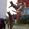 Photographer Takes Perfectly-Timed Photos Showing Ordinary Cats Turning Into Ninja Cats