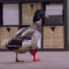 Adorable Disabled Duck Waddles Gets His First 3D-Printed Prosthetic Leg