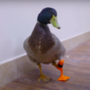 Adorable Disabled Duck Waddles Gets His First 3D-Printed Prosthetic Leg