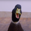 Adorable Disabled Duck Waddles Gets His First 3D-Printed Prosthetic Leg