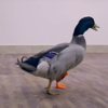Adorable Disabled Duck Waddles Gets His First 3D-Printed Prosthetic Leg