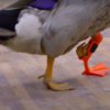 Adorable Disabled Duck Waddles Gets His First 3D-Printed Prosthetic Leg
