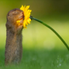 Photographer Captures Perfect Moment a Tiny Squirrel Smells a Flower