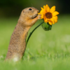 Photographer Captures Perfect Moment a Tiny Squirrel Smells a Flower