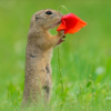 Photographer Captures Perfect Moment a Tiny Squirrel Smells a Flower