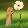 Photographer Captures Perfect Moment a Tiny Squirrel Smells a Flower