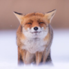 Photographer Captures Perfect Moment a Tiny Squirrel Smells a Flower