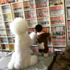 Japanese Grandmother Captures Adorable Bond Between 1-Year-Old Girl And Giant Poodle