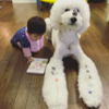 Japanese Grandmother Captures Adorable Bond Between 1-Year-Old Girl And Giant Poodle