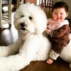 Japanese Grandmother Captures Adorable Bond Between 1-Year-Old Girl And Giant Poodle