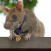 Heroic Rat Retires After Years Of Saving Lives By Detecting Land Mines