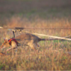 Heroic Rat Retires After Years Of Saving Lives By Detecting Land Mines