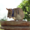Heroic Rat Retires After Years Of Saving Lives By Detecting Land Mines