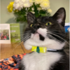 Cat Lives Double Life And Helps Owner And Neighbours Become Pen Pals