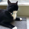 Cat Lives Double Life And Helps Owner And Neighbours Become Pen Pals