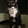 Cat Lives Double Life And Helps Owner And Neighbours Become Pen Pals