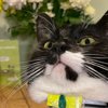 Cat Lives Double Life And Helps Owner And Neighbours Become Pen Pals
