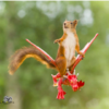 Photographer Captures Adorable Photos Of Curious Wild Squirrels In Different Scenery