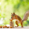 Photographer Captures Adorable Photos Of Curious Wild Squirrels In Different Scenery