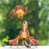 Photographer Captures Adorable Photos Of Curious Wild Squirrels In Different Scenery