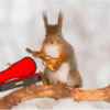 Photographer Captures Adorable Photos Of Curious Wild Squirrels In Different Scenery
