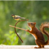 Photographer Captures Adorable Photos Of Curious Wild Squirrels In Different Scenery