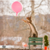Photographer Captures Adorable Photos Of Curious Wild Squirrels In Different Scenery