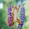 Photographer Captures Adorable Photos Of Curious Wild Squirrels In Different Scenery