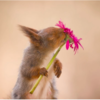 Photographer Captures Adorable Photos Of Curious Wild Squirrels In Different Scenery