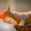 Photographer Captures Adorable Photos Of Curious Wild Squirrels In Different Scenery