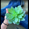 Woman Cares For Fake Succulent For Two Years Before Realising It Is Fake