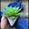 Woman Cares For Fake Succulent For Two Years Before Realising It Is Fake