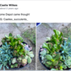 Woman Cares For Fake Succulent For Two Years Before Realising It Is Fake