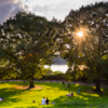 Study Discovers That Trees Improve Cognition In Kids’ Brain Development