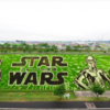 Japanese Village Becomes Famous Tourist Attraction With Annual Massive Rice Paddy Art