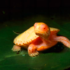Adorable Albino Turtles Still Stands Out With Fiery Colours