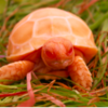 Adorable Albino Turtles Still Stands Out With Fiery Colours