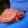 Adorable Albino Turtles Still Stands Out With Fiery Colours