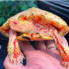 Adorable Albino Turtles Still Stands Out With Fiery Colours
