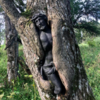 Sculpture Of Jesus Slowly Being Absorbed By Huge Tree In Abandoned Cemetery