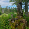 Sculpture Of Jesus Slowly Being Absorbed By Huge Tree In Abandoned Cemetery